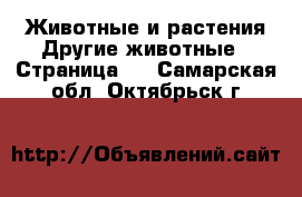 Животные и растения Другие животные - Страница 2 . Самарская обл.,Октябрьск г.